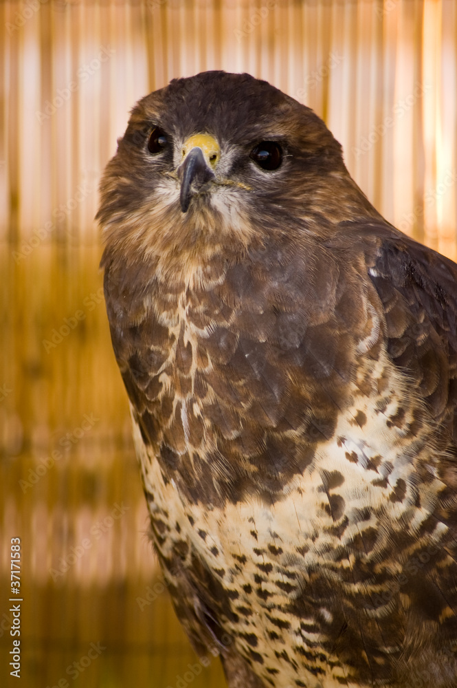 Fototapeta premium Common Buzzard