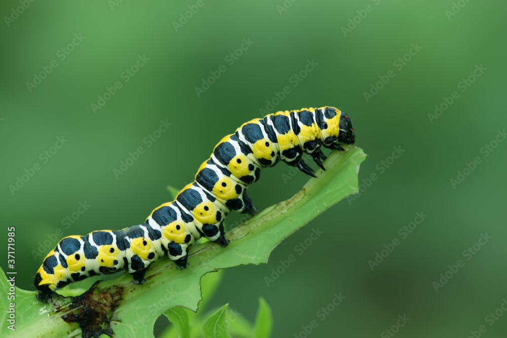 butterfly larva - caterpillar