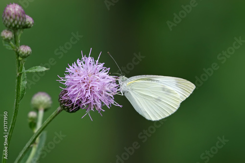 white butterfly © zhang yongxin