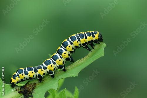 butterfly larva - caterpillar © zhang yongxin