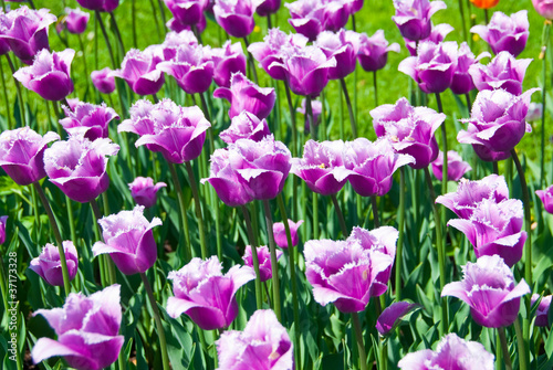 The purple tulips © E.O.