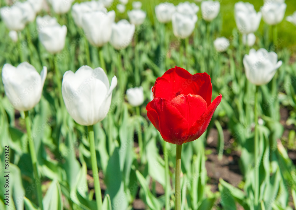 Red tulip among white ones