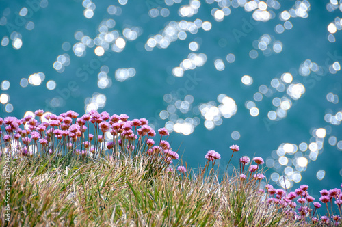 Sea pinks - thrift - against a sparkling sea