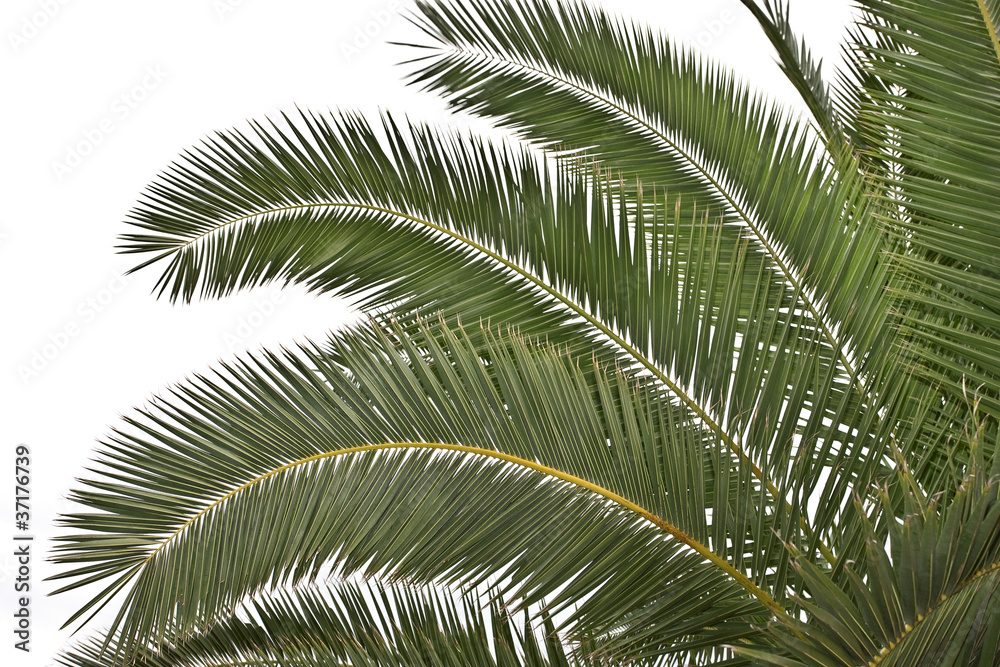 Palms on the beach Palms on the beach