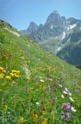 Alpine meadows in the Caucasus