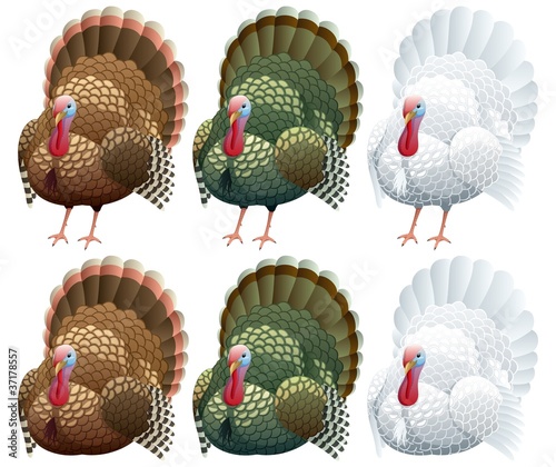 Turkey