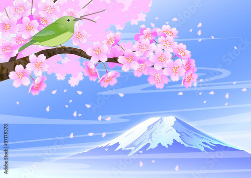 桜めじろ
