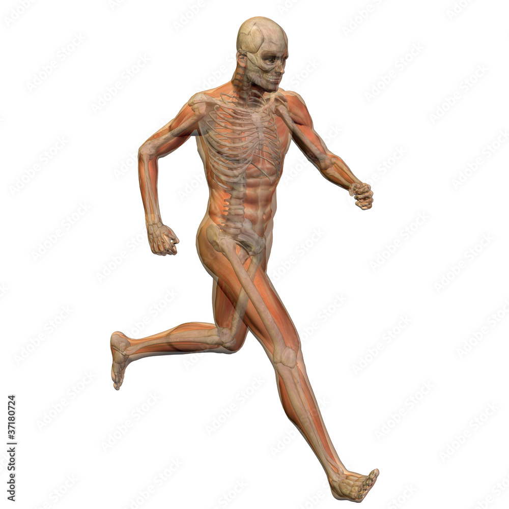 High resolution conceptual 3D human for anatomy High resolution conceptual 3D human for anatomy