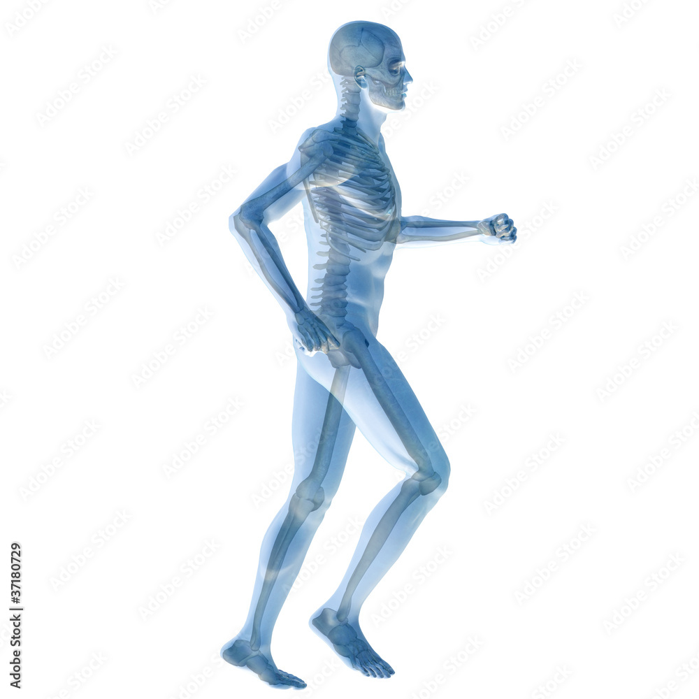 High resolution conceptual 3D human for anatomy High resolution conceptual 3D human for anatomy