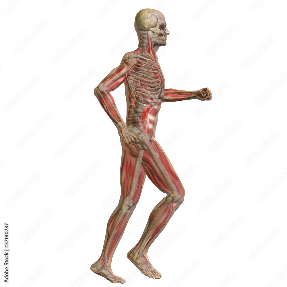 High resolution conceptual 3D human for anatomy High resolution conceptual 3D human for anatomy