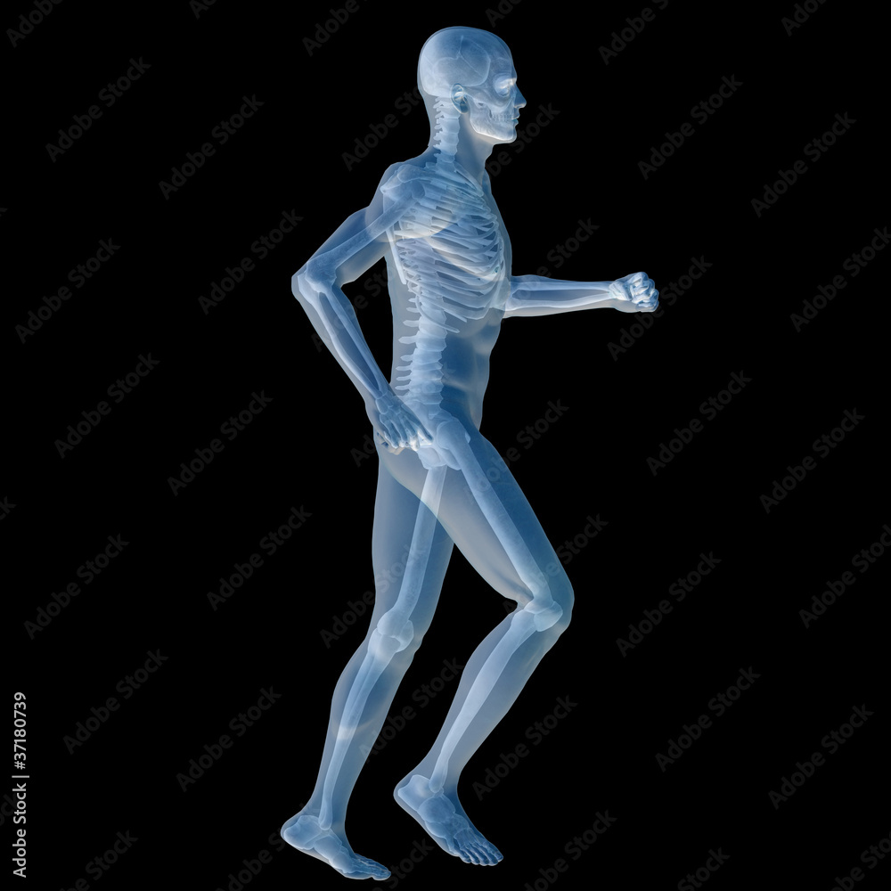 High resolution conceptual 3D human for anatomy