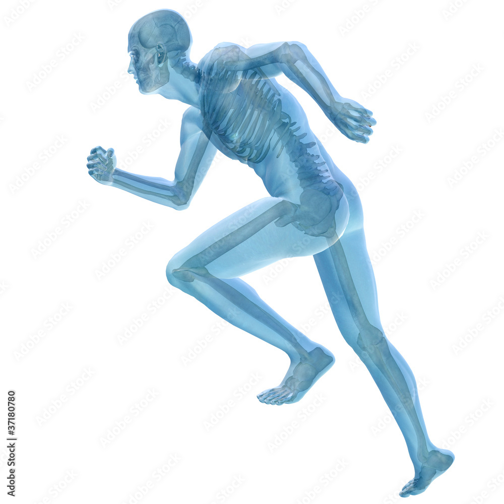 High resolution conceptual 3D human for anatomy