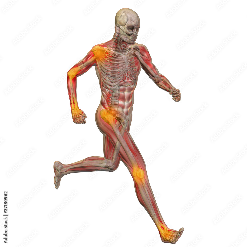 High resolution conceptual 3D human for anatomy