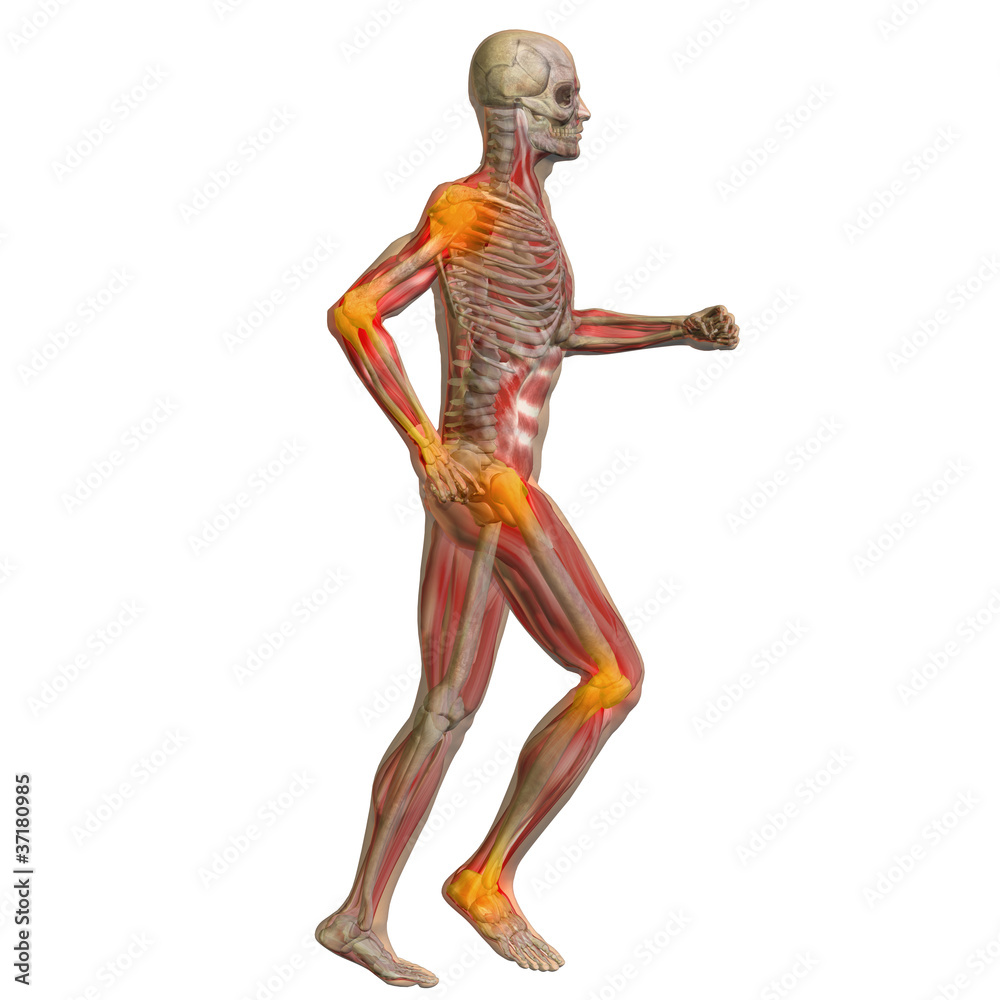 High resolution conceptual 3D human for anatomy High resolution conceptual 3D human for anatomy