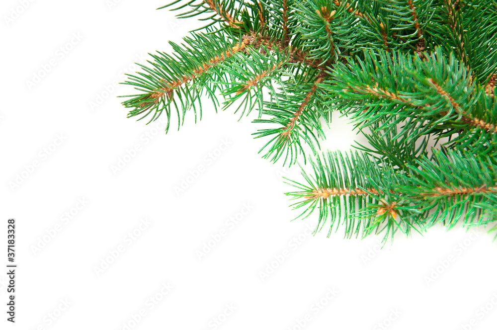 spruce twig spruce twig