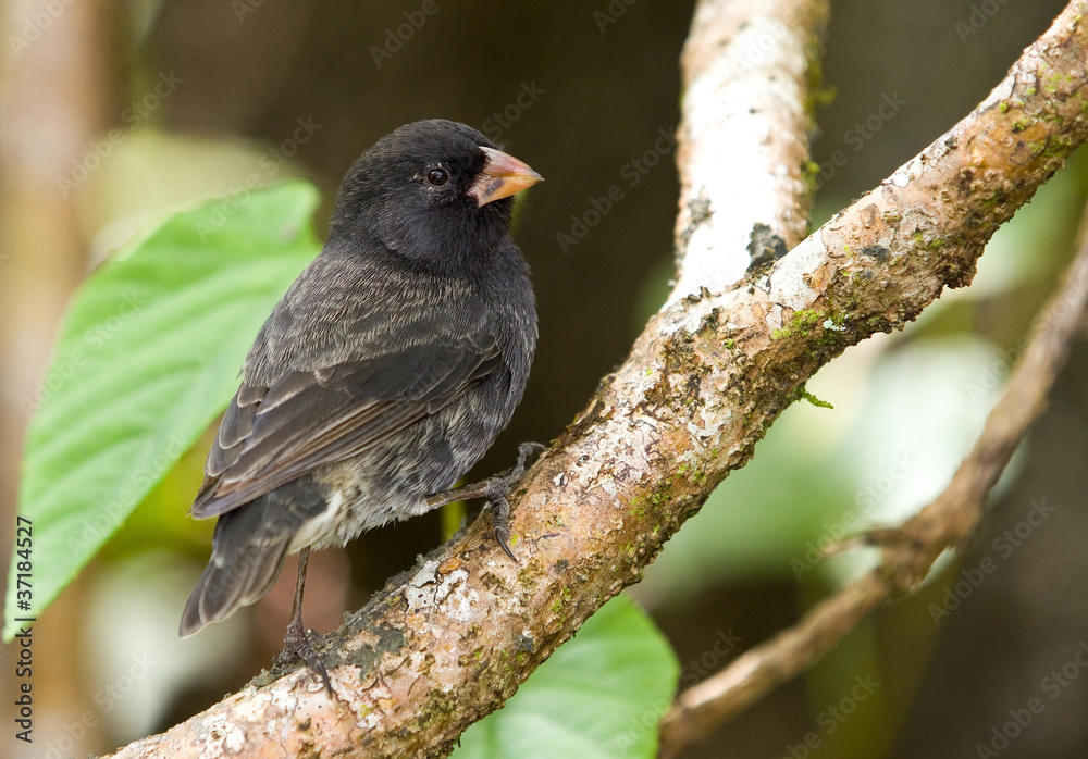 Fototapeta premium Small Ground-Finch