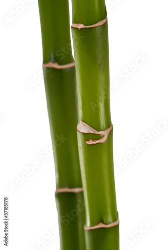 Fototapeta Naklejka Na Ścianę i Meble -  Bambus / Bamboo