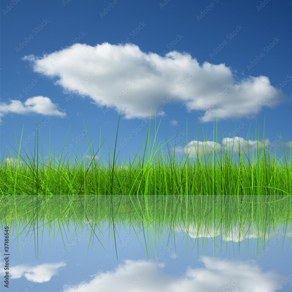 Obraz premium Green grass over a blue sky background