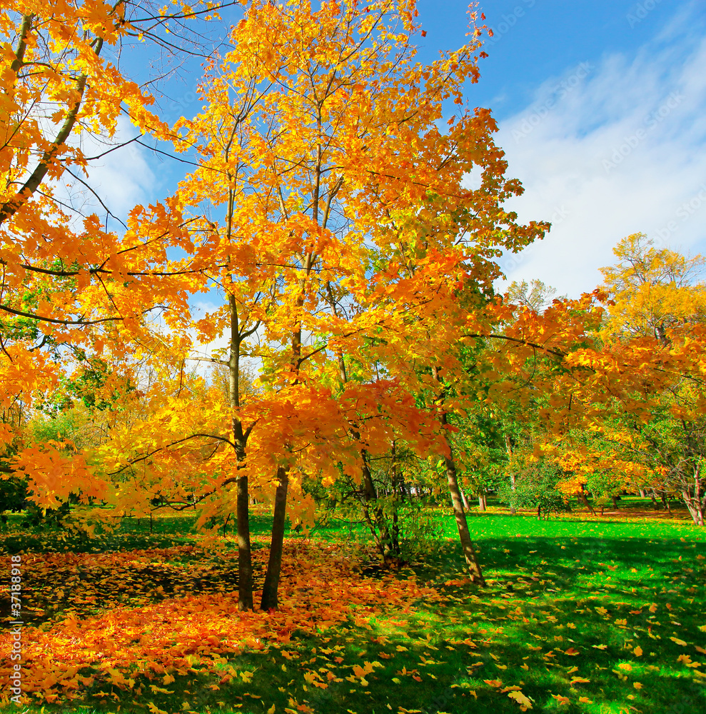 Naklejka premium beautiful autumn park
