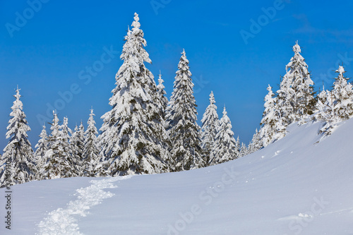 forest with pines in winter