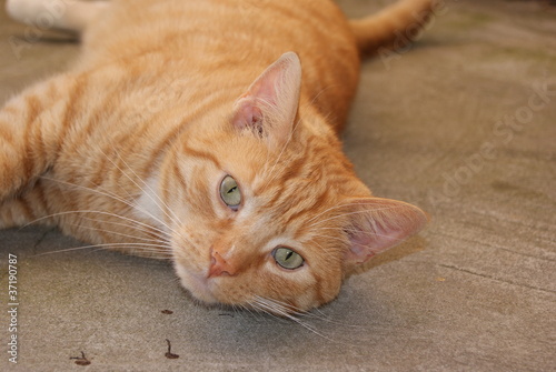 Fototapeta Red cat