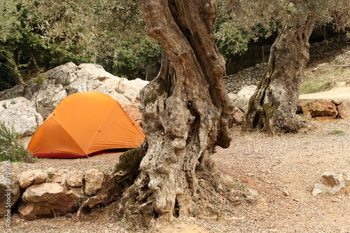 orange tent under olive trees