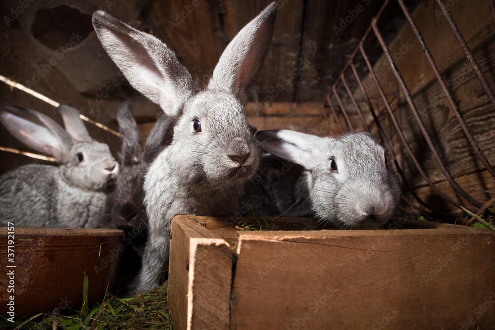 Fototapeta premium Young rabbits popping out of a hutch