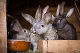 Young rabbits popping out of a hutch