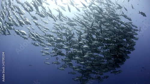 Large school/shoal of Bohar snapper photo