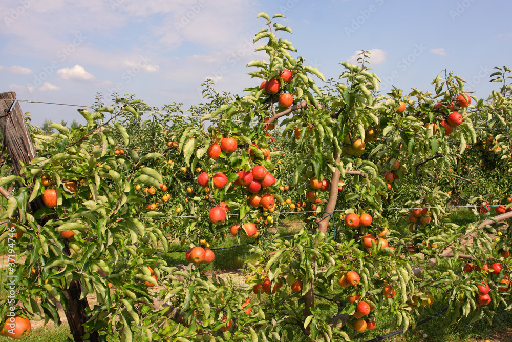 apple orchard in summer, covered with colorful apples