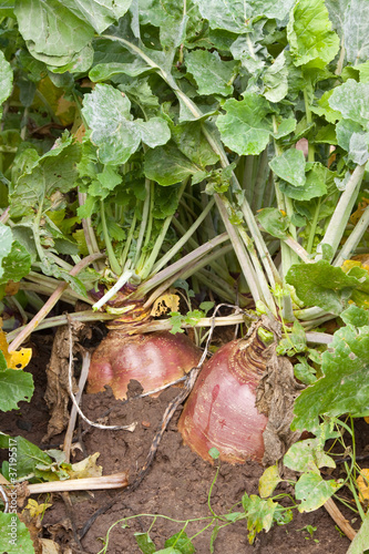 plant of rutabaga photo