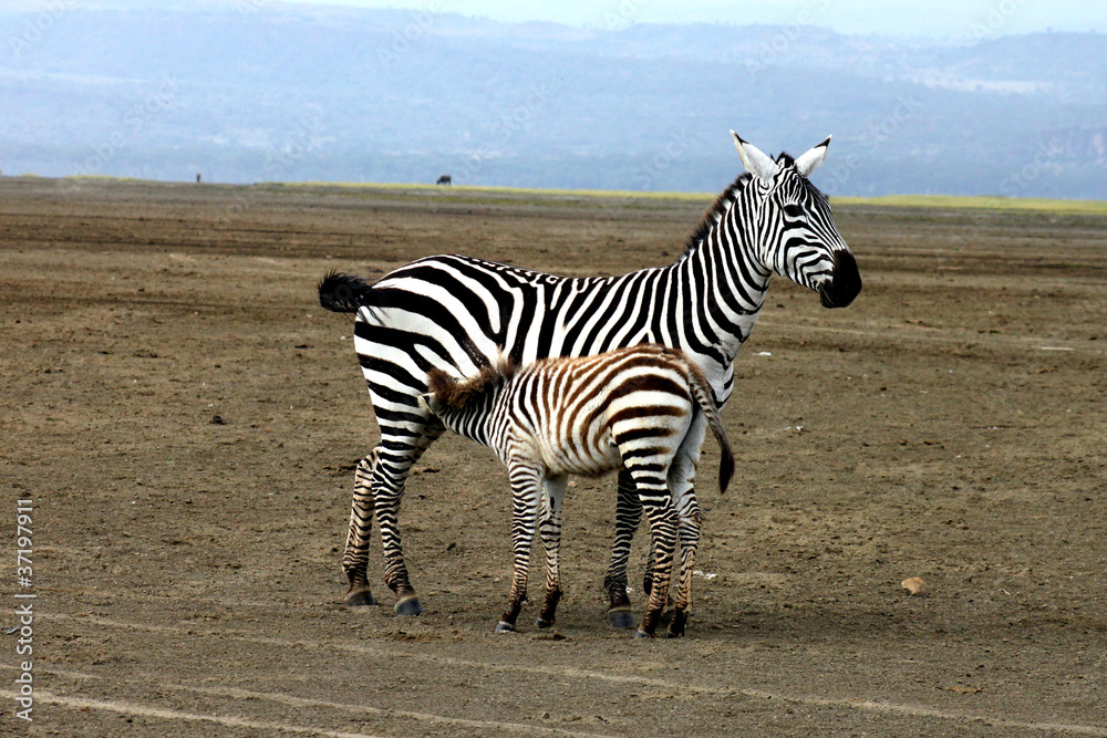 Naklejka premium zebra che allatta