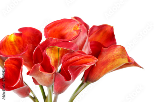 Fototapeta Naklejka Na Ścianę i Meble -  beautiful flowers