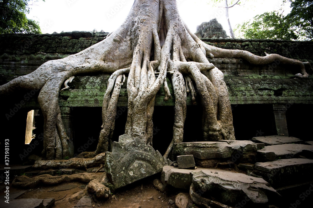 Tree at Ta Prohm