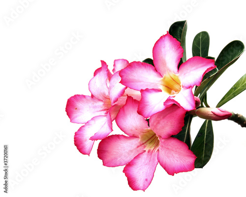 Desert rose flowers on white background