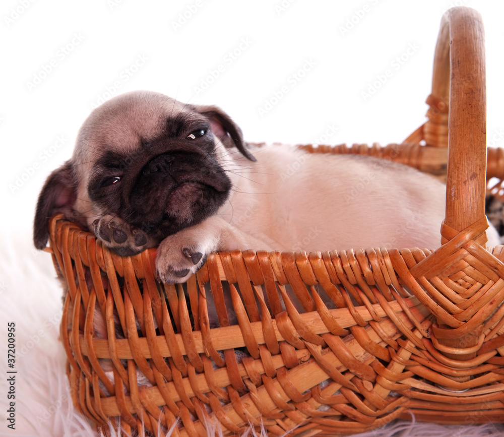 Obraz premium chiot Carlin dans un panier