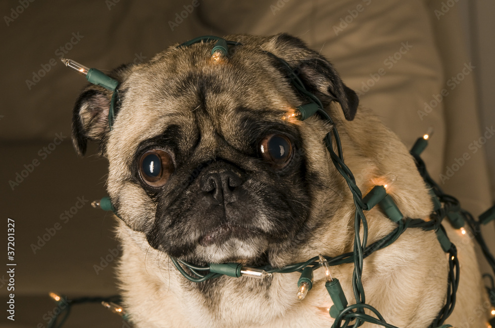 Pug Wrapped in Lights