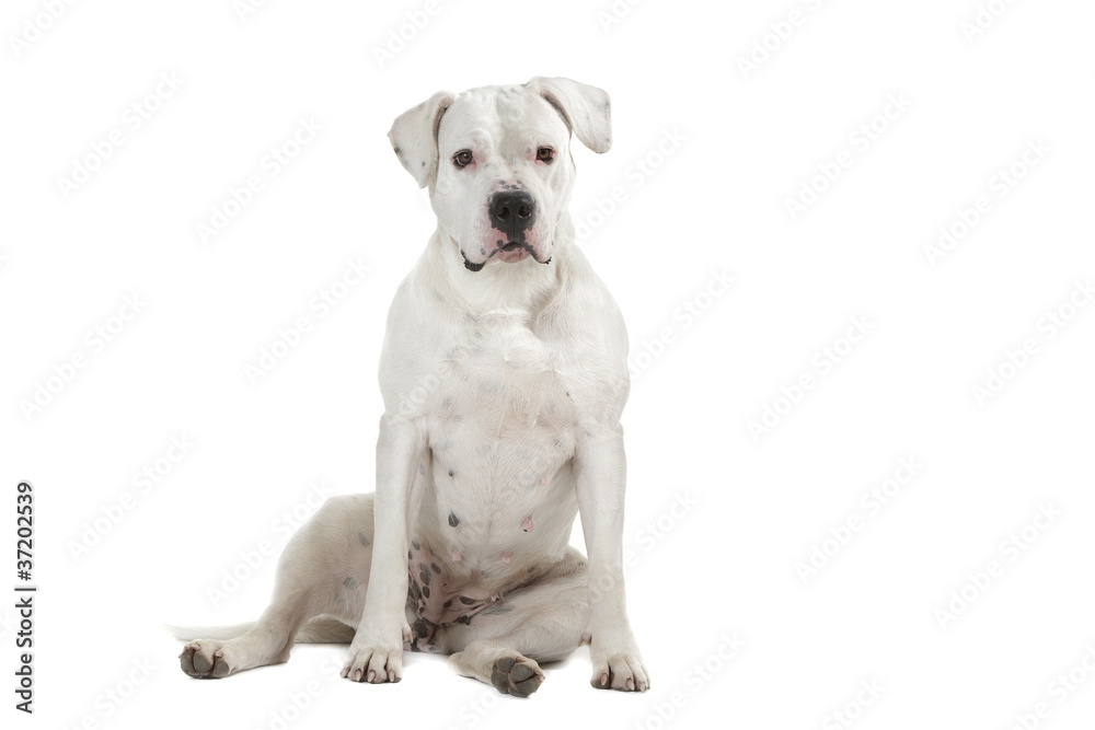 dogue argentin dans une position rigolote dogue argentin dans une position rigolote
