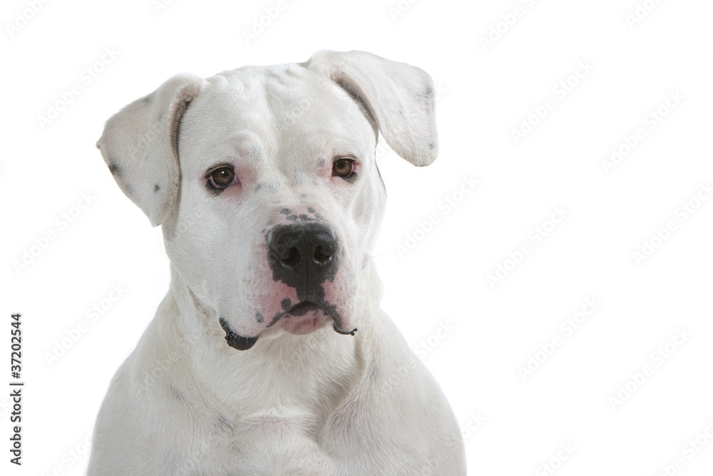 beautiful head of the dogo argentino