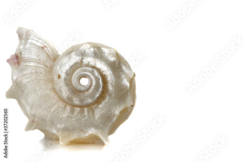 spiral sea shell