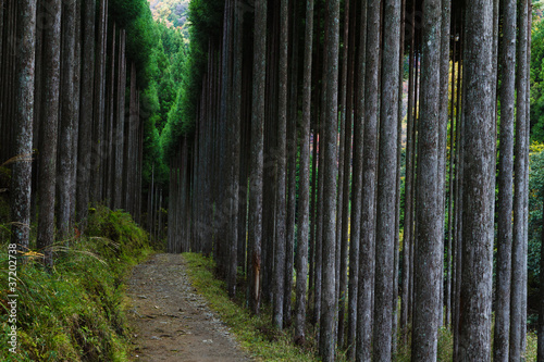 北山杉