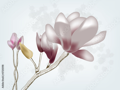 magnolia