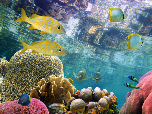 Below the mirror surface of the Caribbean sea lies a thriving coral reef with colorful tropical fish #37203350