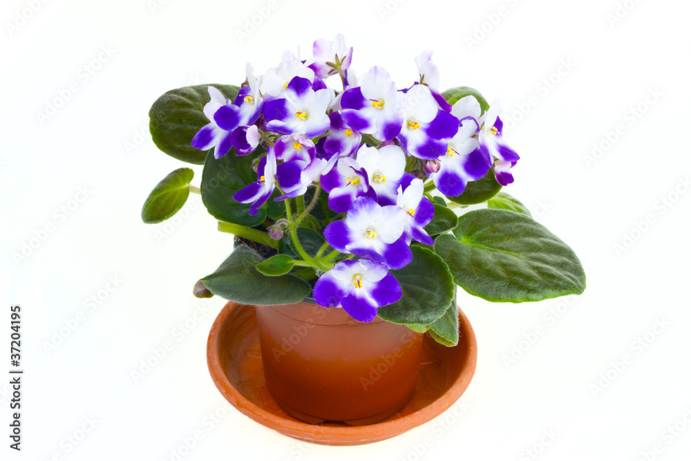 Blossoming violet