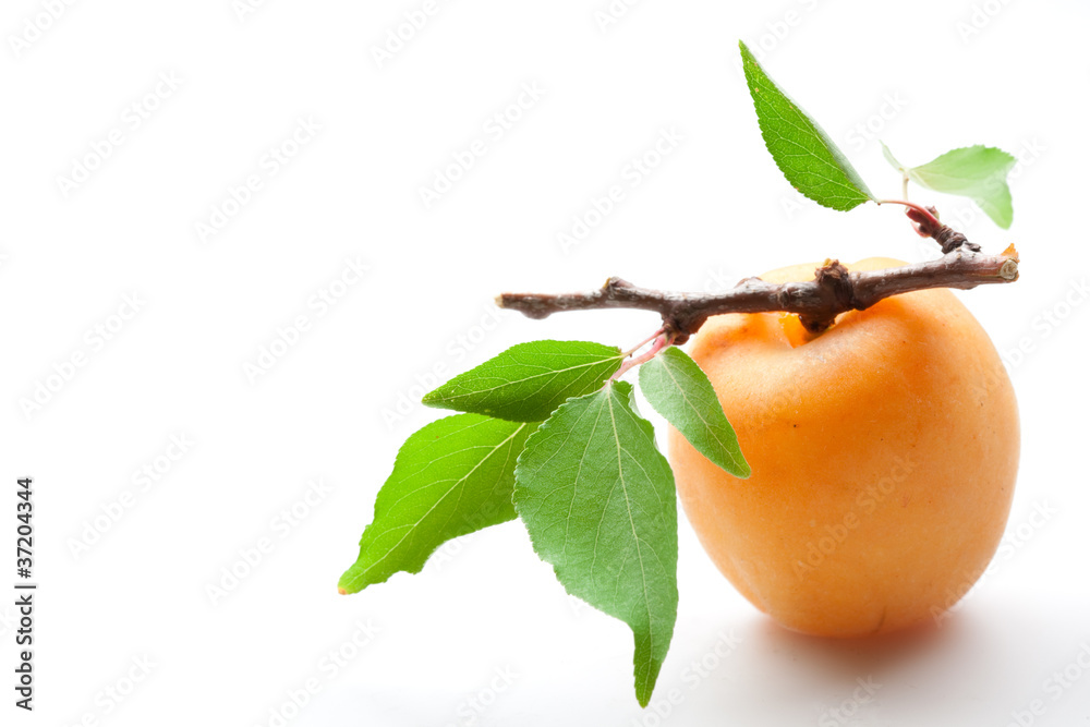 apricot on white apricot on white