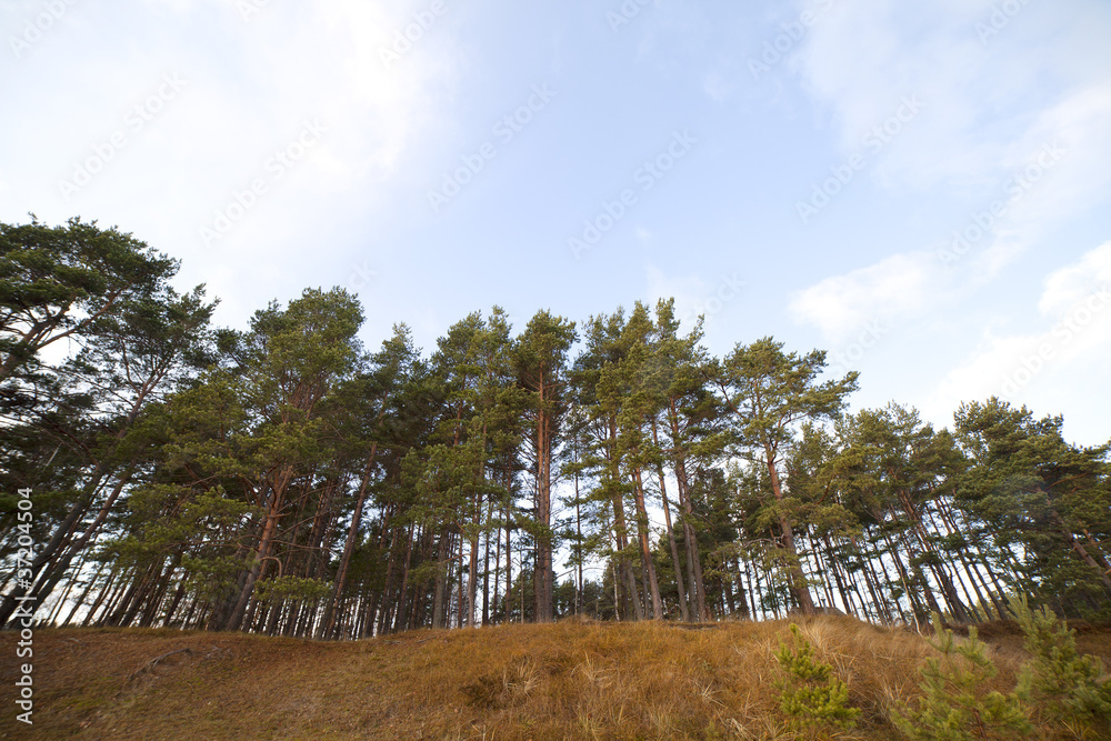 Obraz premium Pines.