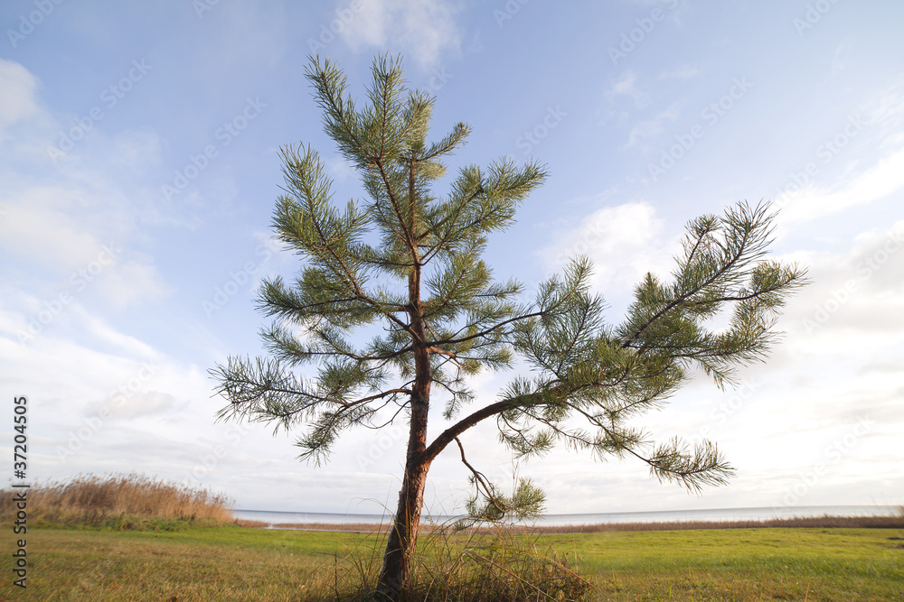 Little pine at sea.