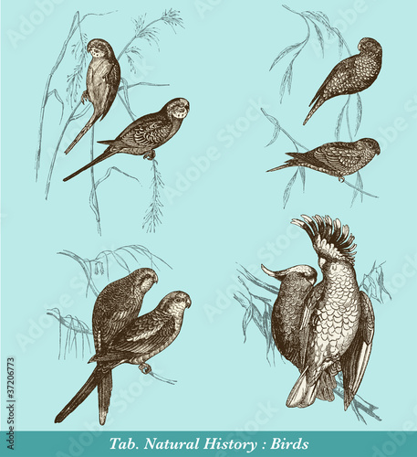 Perruches et Cacatoès