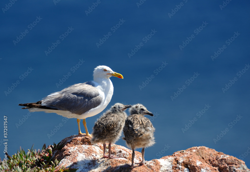 mouette mouette