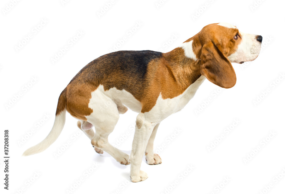 beagle  on a white background.